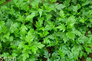 什么是菊花脑,菊花脑的食用价值