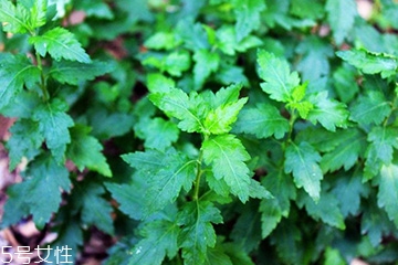 菊花脑的种植方法和时间,菊花脑的种植技术