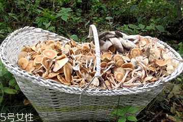 榛蘑的颜色,干榛蘑是什么颜色