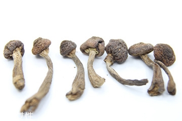 什么是天麻菇,天麻蘑菇能吃吗