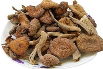 榛蘑都是野生的吗,野生榛蘑哪里产的最好 榛蘑都是野生的吗,野生榛蘑哪里产的最好