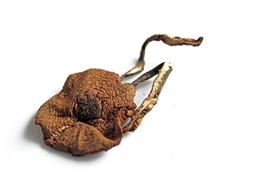 榛蘑和豆腐能在一起吃吗,鲜蘑可以和豆腐一起吃吗