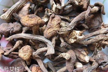 木耳和蘑菇,榛蘑和松蘑的区别