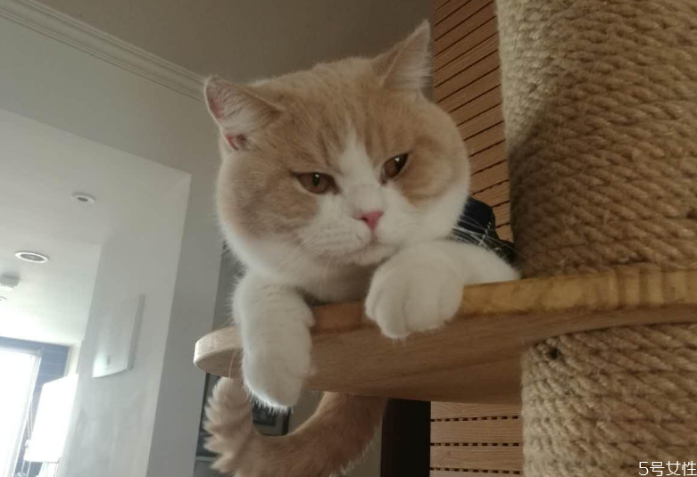 怎么帮助猫咪发腮(怎么帮助猫咪发腮)