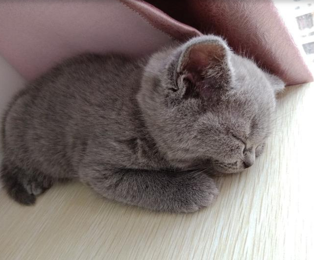 母猫发情症状(母猫发情症状怎么缓解)