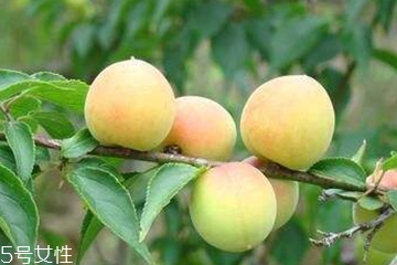 莓茶的功效和作用多少一斤?,梅花的功效和作用是什么 莓茶的功效和作用多少一斤?,梅花的功效和作用是什么