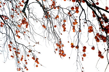 梅花会结果子吗,梅花会结果子吗?梅花果子能吃吗?