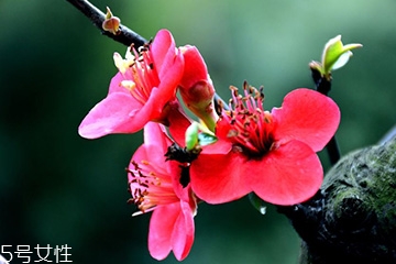 梅花可以粮酒吗,梅花可以酿酒吗