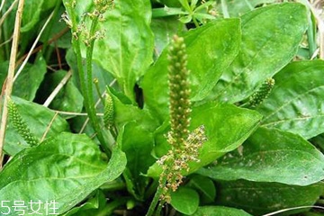 车前草的热量,车前草常用量