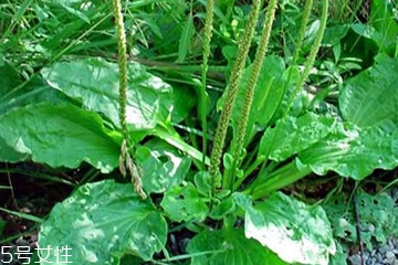 车前草可以治疗妇科炎症吗,车前草对妇科炎症有作用吗