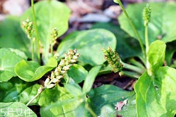 车前草是水生植物吗?,车前草是不是水生植物