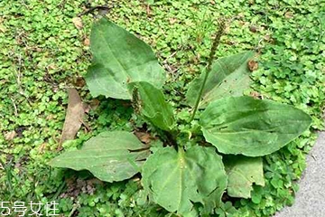 蒲公英能和车前草一起泡水喝吗?,蒲公英和车前草可以一起泡吗 蒲公英能和车前草一起泡水喝吗?,蒲公英和车前草可以一起泡吗