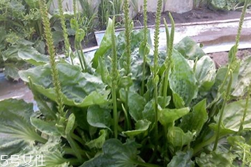 车前草是寒性还是热性的,车前草属性热还是寒 车前草是寒性还是热性的,车前草属性热还是寒