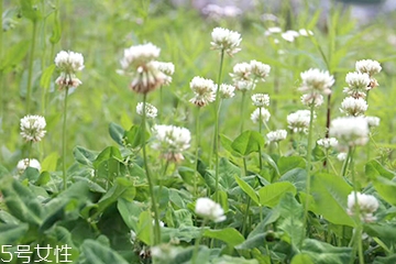 车前草药用价值,车前草的营养价值及功效 车前草药用价值,车前草的营养价值及功效