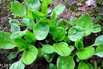 车前草能长期泡水喝吗,车前草可以经常喝吗? 车前草能长期泡水喝吗,车前草可以经常喝吗?