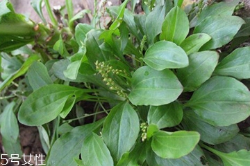 平车前和车前草的区别,大车前草和平车前草的区别