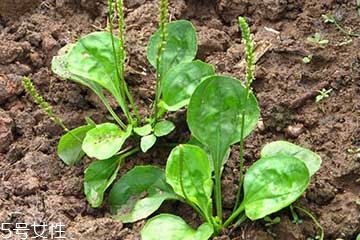 车前草怎么吃效果最好,车前草对人体有什么好处