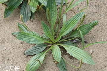 中药车前草的功效和作用,车前草的功效和作用治疗肾结石