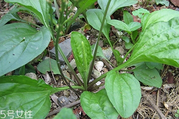 车前草是什么样子的,车前草是什么样的图片