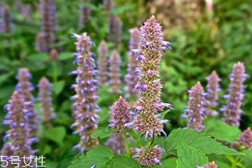 藿香适合哪些人吃,什么样的人不能吃藿香