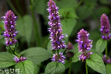 藿香和紫苏的区别,藿香和紫苏的区别图片