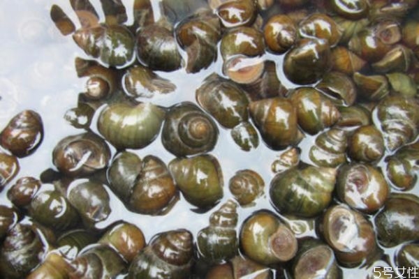 田螺可以经常吃吗,田螺不能吃