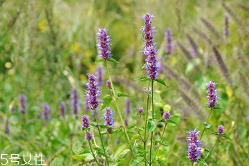 藿香不能和什么同食,广藿香不能和什么一起吃