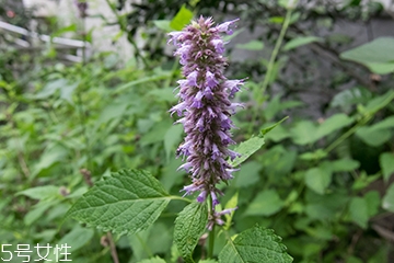 藿香加佩兰吃的起什么作用,藿香和佩兰