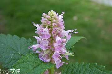 藿香和广藿香一样吗?,广藿香和藿香的区别是什么