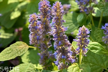 藿香在卤水中的作用和用量,藿香在卤水中起到什么作用