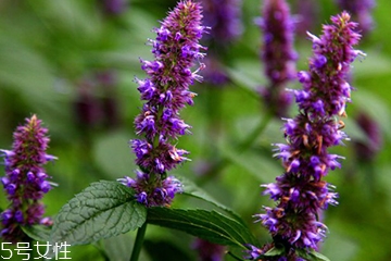 藿香怎么养,藿香能不能种在室内