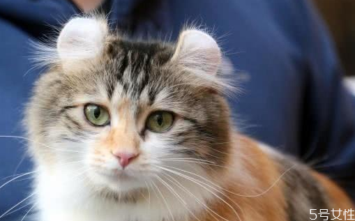 猫胎死腹中的表现(猫胎死腹中的表现)