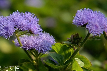 藿香能驱蚊吗,香薰可以驱蚊子吗