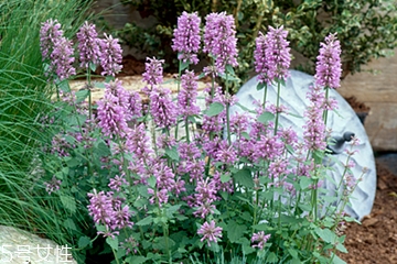 藿香能多吃吗,藿香可以吃吗