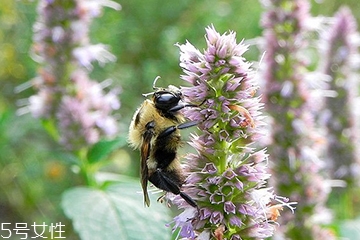 藿香能做菜吗,藿香可以做什么菜