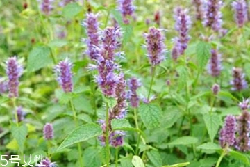 藿香和麝香的区别,麝香和广藿香的区别