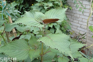 藿香能生吃吗,藿香可以吃吗