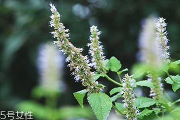 藿香是薄荷吗?藿香和薄荷的区别,藿香是薄荷吗
