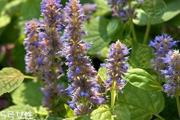 藿香是凉性还是热性药,藿香是凉性还是热性的