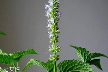 藿香是发物吗,藿香是不是发物