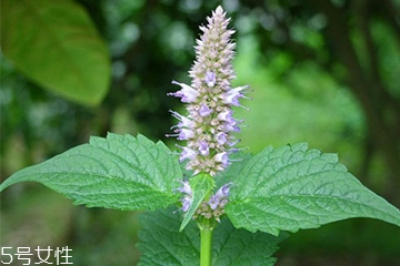 藿香是什么植物,藿香是什么味道