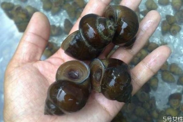 怎样清洗田螺,田螺怎么清洗干净