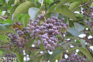 女贞子怎么保存,女贞子怎么处理才能使用