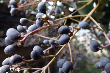 当归女贞子一起吃有什么功效,女贞子能和当归一起泡水吗