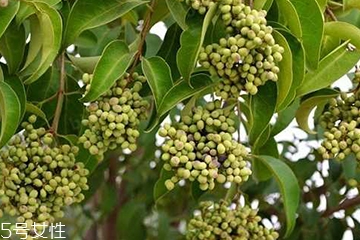 女贞子能不能多吃,女贞子可以吃吗 女贞子能不能多吃,女贞子可以吃吗