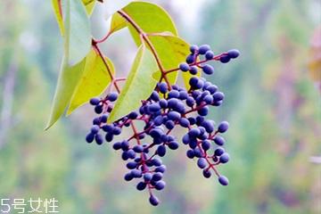 女贞子属于酸性还是碱性,女贞子是温性还是凉性