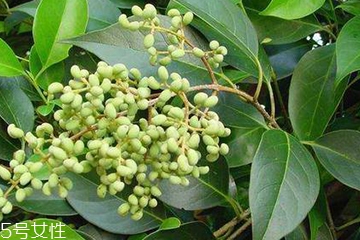 女贞子的成分及药理作用,女贞子是干什么用的