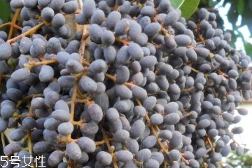 决明子和女贞子能一起喝吗?,女贞子可以和决明子泡水喝的功效