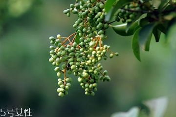 女贞子是什么药,女贞子的药物作用