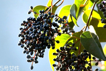 女贞子的功效和作用及禁忌,女贞子的禁忌和副作用